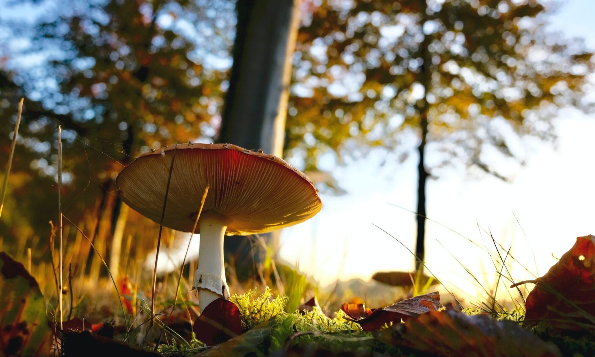 Wald erleben Oranienbaum