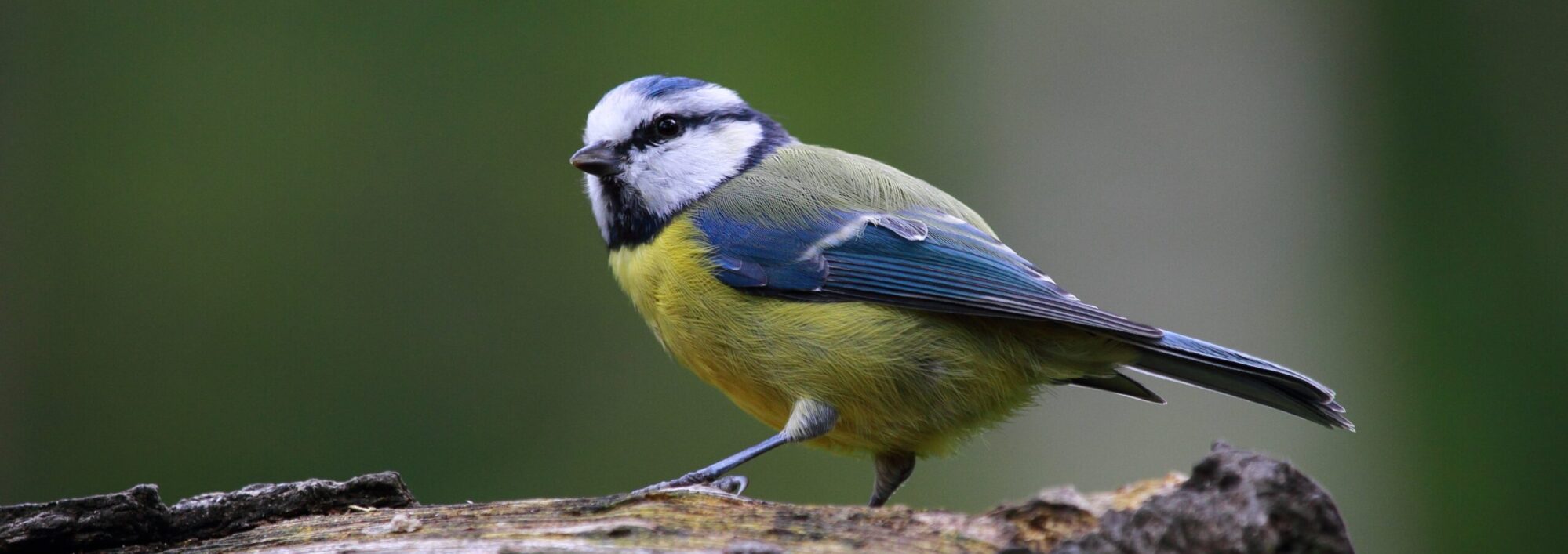 Blaumeise Naturlehrreich